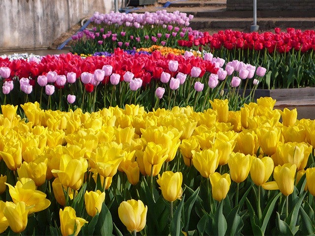 ■【栃木・茨城】＜3月出発限定＞北関東春の花合戦！雨引観音「河津桜祭」×カラフルなチューリップ畑！果実畑の隠れ家でイタリアンビュッフェ＆プレミアムいちご「スカイベリー」いちご狩り食べ放題♪
2