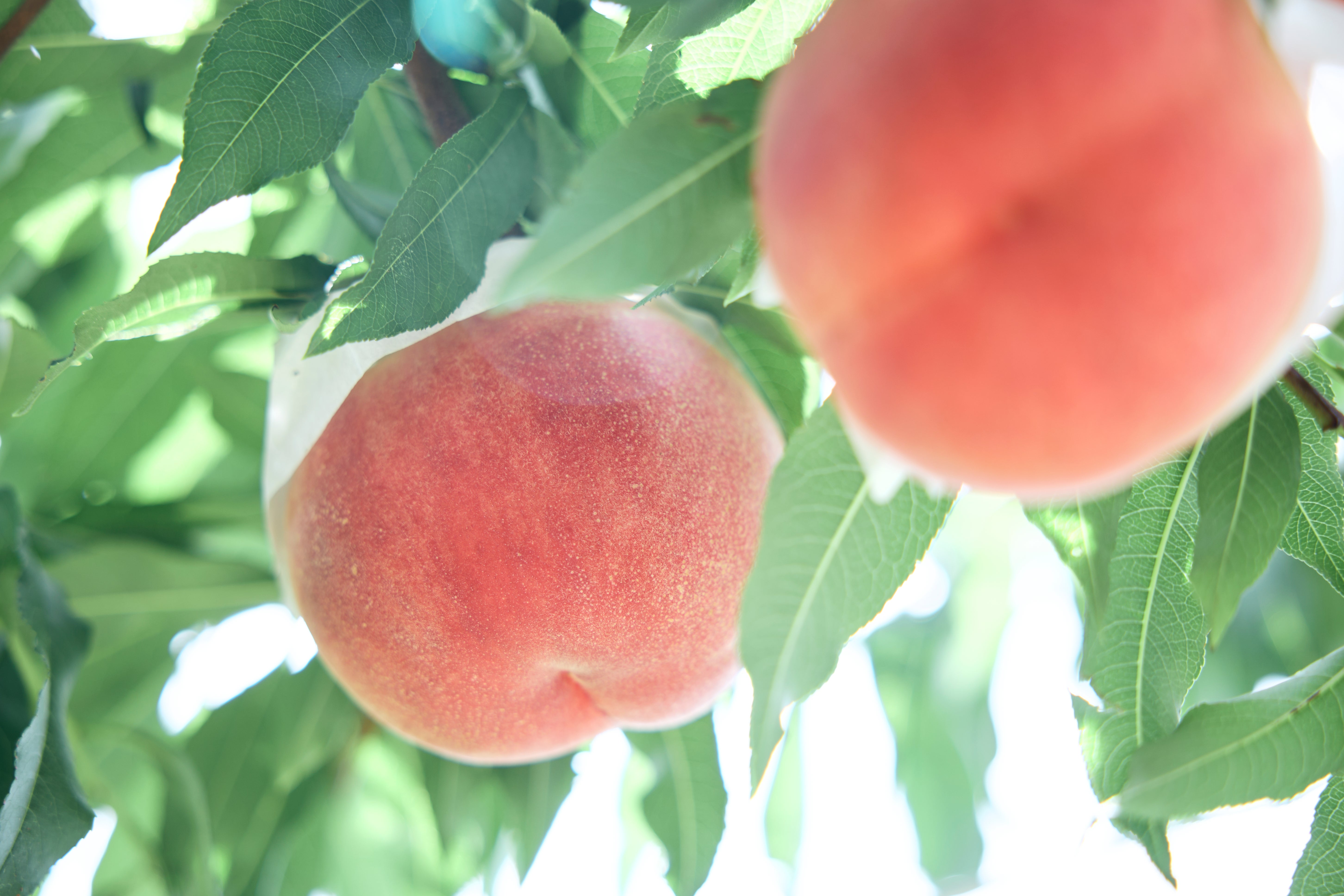 【神奈川県内・町田発】 TVでも話題・予約困難！桔梗屋「桔梗信玄餅」詰め放題体験と 甲州桃狩り食べ放題＆ハイジの村ランチビュッフェ！日帰り3