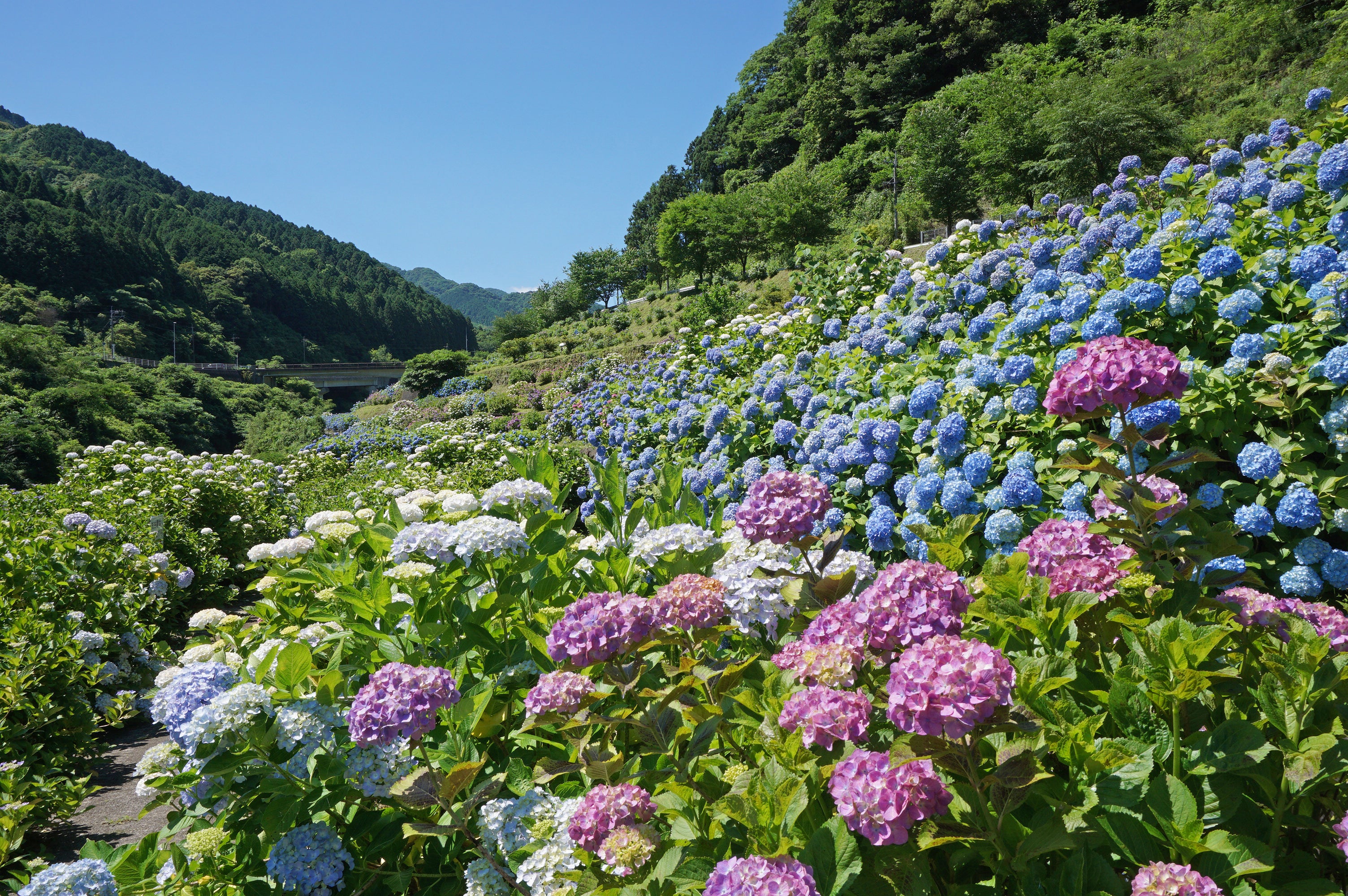 【B：博多発】 ゆったりシートバスで行く！創作料理専門店のマスターおまかせコースと季節の花めぐり　日帰り2