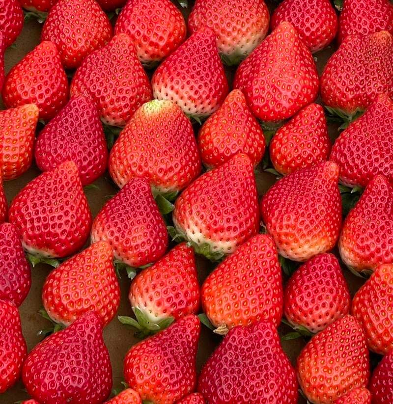 【柳川・みやま・羽犬塚・西鉄久留米発】 旧鍋島家の別荘地　十可苑一般開放と青葉の日本庭園 環境芸術の森　佐賀牛・うなぎ・海鮮 ３色ミニ丼 　日帰り1