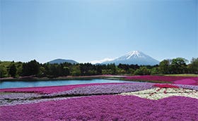 富士を望む芝桜まつり