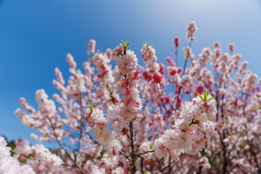 馬籠散策と昼神温泉郷で花桃1