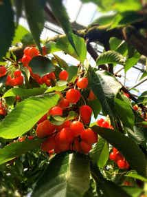 【秋田市内発】 本場山形初物サクランボ狩り 源泉かけ流し天然の美人の湯　蔵王温泉　東沢バラ公園バラ見学2日間