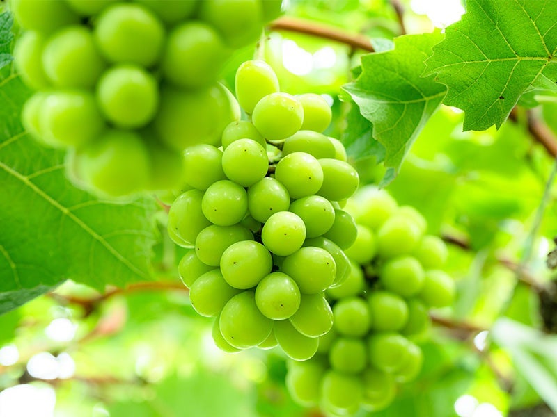 【新宿発】日帰りバスツアー🚌『8,000円台～ぶっとび格安✨』「シャインマスカット狩り💚」×「信玄餅詰め放題」×甲州料理＆スイス料理食べ放題🍳×ワイン🍷飲み比べ放題　盛り沢山山梨グルメ旅💚（ミニワインボトル付き♪）1