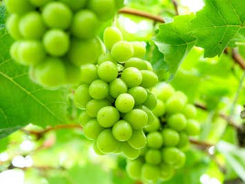 🔥催行確定！12/5🔥【新宿発】日帰りバスツアー🚌『8,000円台～ぶっとび格安✨』「シャインマスカット狩り💚」×「信玄餅詰め放題」×甲州料理＆スイス料理食べ放題🍳×ワイン🍷飲み比べ放題　盛り沢山山梨グルメ旅💚（ミニワインボトル付き♪）