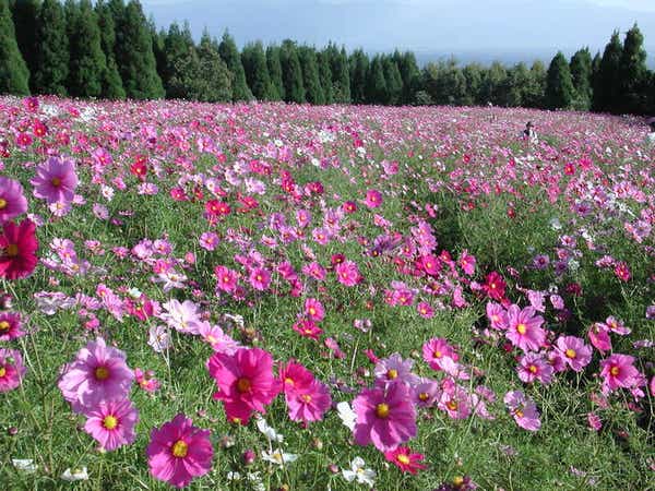 【大牟田・高田・みやま・羽犬塚・西鉄久留米発】 標高1,036ｍの天空の舞台！DRUM TAO 天空の和太鼓ショー＆絶景大自然！くじゅう満天望温泉でくつろぐ　2日間1