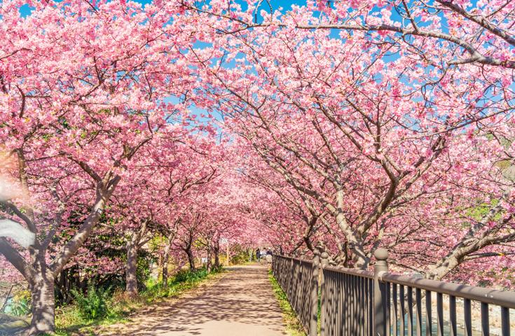 【新宿発】本州で一番早く咲く桜「河津桜まつり」と絶景富士山を吊橋から望む「三島スカイウォーク」日帰りバスツアー2