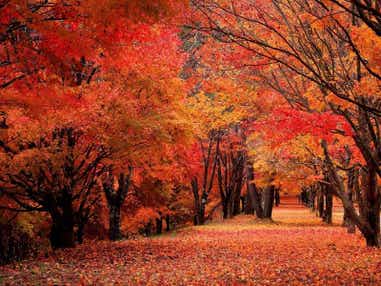 【千葉駅・船橋駅・錦糸町駅発】 往復特急あずさ指定席で行く！紅葉と青の湖面「箕輪ダムもみじ湖」・長円寺・御射鹿池 『信州諏訪・発酵パーク』信州赤岳牛すきやき膳　日帰り