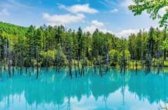 【20％割引】全日催行決定♪行動展示で一躍人気になった旭山動物園と幻想的な雰囲気を楽しむ美瑛・青い池＆富良野お花畑鑑賞する内容盛り沢山のバスツアー！2