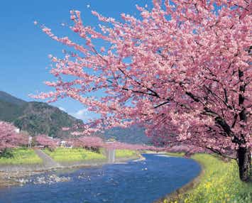 【岩手県・新幹線駅（盛岡駅～一ノ関駅）発】 【復路踊り子号利用】お花見の競演　本州一の早咲き河津さくらと椿咲く伊豆大島　周遊プラン  ３日間