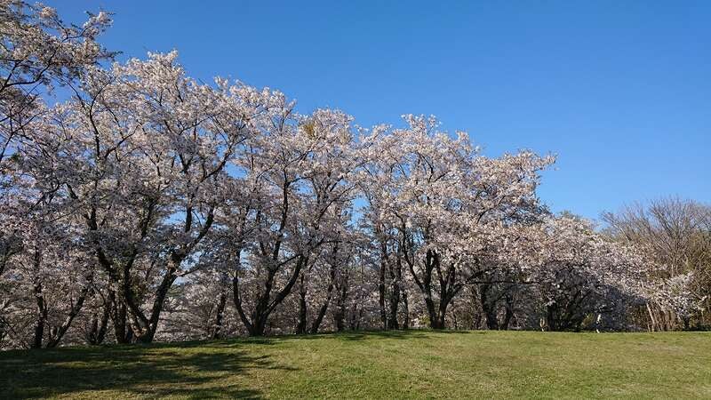 【旭川エリア発】 厚田の桜と「ガトーキングダム サッポロ」ランチビュッフェ（日帰り）1