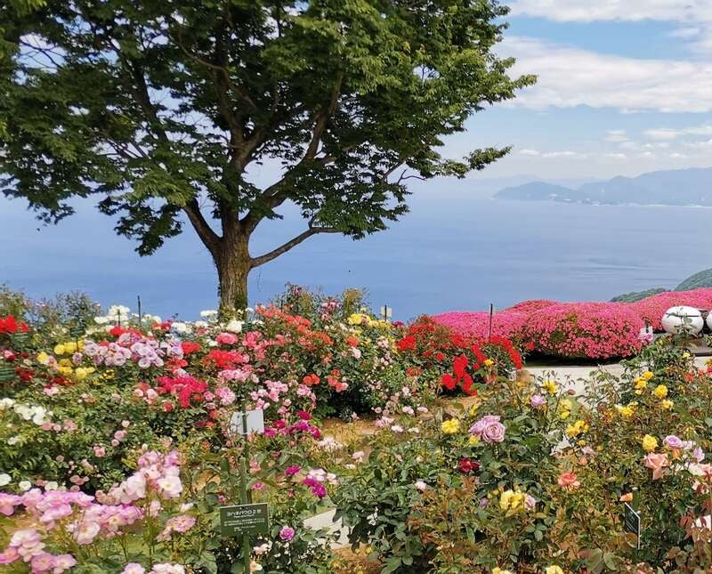 【富山県内発】 すごろく季節の花めぐり5月　第2回バラ　三方五湖レインボーラインと山頂公園のバラ1