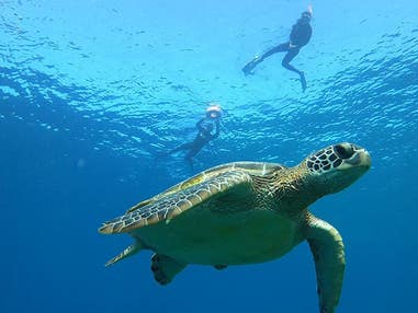 ■【PM】ボートで行く！サンゴと海ガメスノーケル付き♪個性にあふれる八重山諸島！組合せ自由自在の人気ツアー！石垣島・竹富島・西表島ホテルチョイス2泊3日（フリープラン）