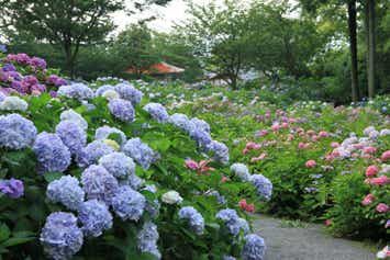 【下関・新下関発】幻想的な紫の絶景に包まれる久留米千光寺のあじさいと懐かしき和の空間で味わう箱御膳　日帰り