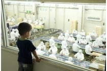 【豊田発】＊日帰り昼食付＊『山梨・桔梗信玄餅詰め体験＆季節の花咲くハイジの村でランチバイキング』3
