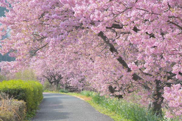 ＜三浦半島ぐるり一周ウォーク＞ 『第1回　始まりの地、横須賀からぐるり一周スタート　横須賀～観音崎』 【さいたま新都心出発】1
