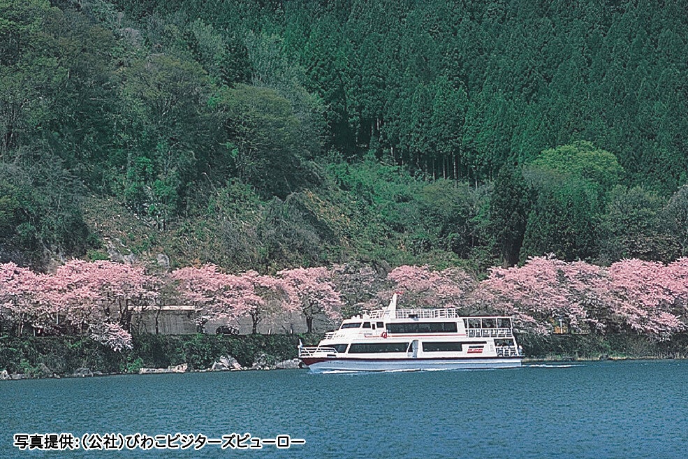 ＜滋賀＞琵琶湖八景「海津大崎」桜クルーズと4㎞続く桜並木散策＆メタセコイア並木【明石・三宮出発】1