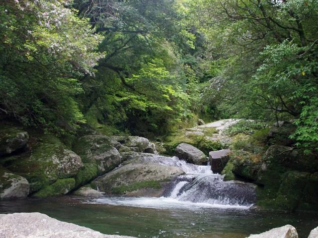 ■≪楽々！”頑張らない屋久島”苔むす渓谷のお散歩ツアー付き！(午後)≫年齢制限なし！頑張らなくても苔むす岩と渓流に出会える！カメラマンが秘密のスポットへご案内☆航空機+高速船利用 屋久島　3泊4日1
