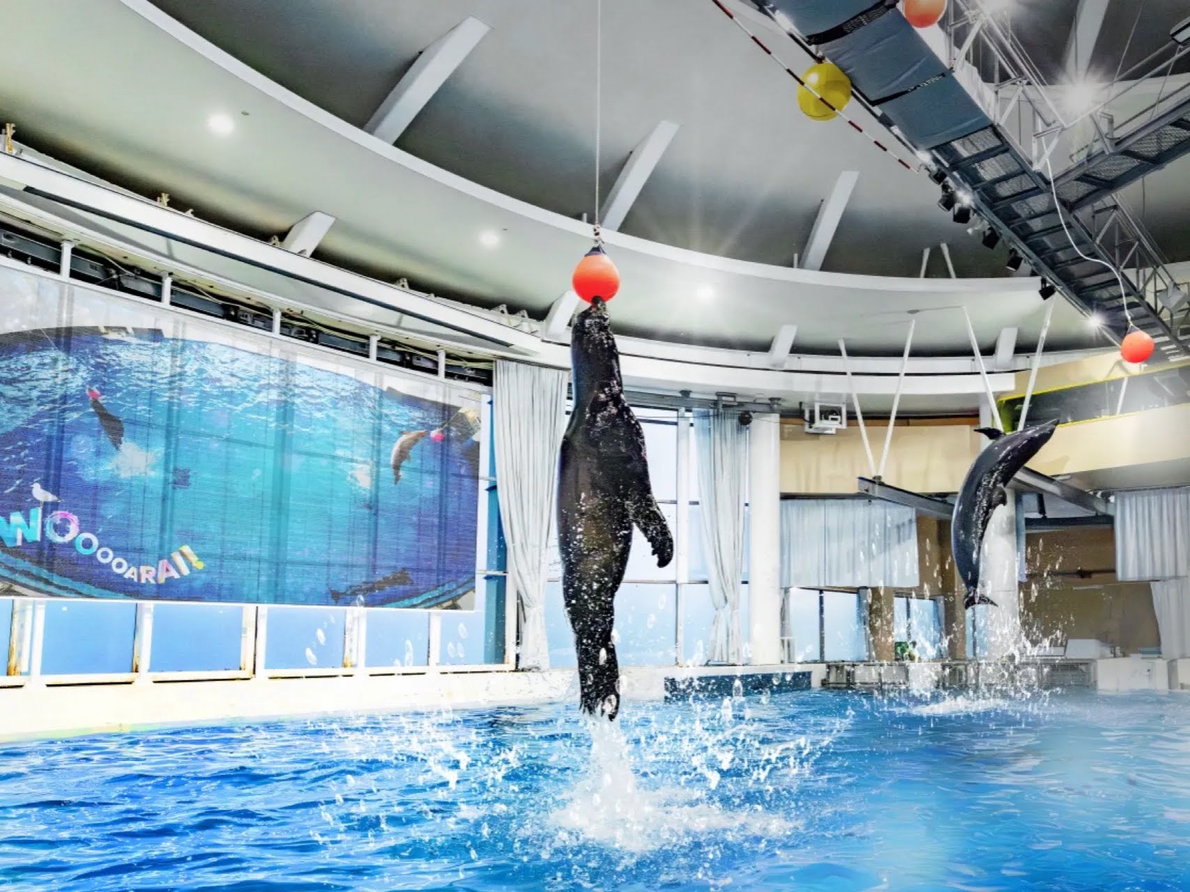 【新宿発】7,000円台～ぶっとび格安✨ひたち海浜公園 もこかわ💕「秋のコキア鑑賞」＆日本一のサメ飼育数🦈「アクアワールド大洗」＆話題の「道の駅 常総」でお買い物・スイーツ散策♪（入場料込み🎁）2