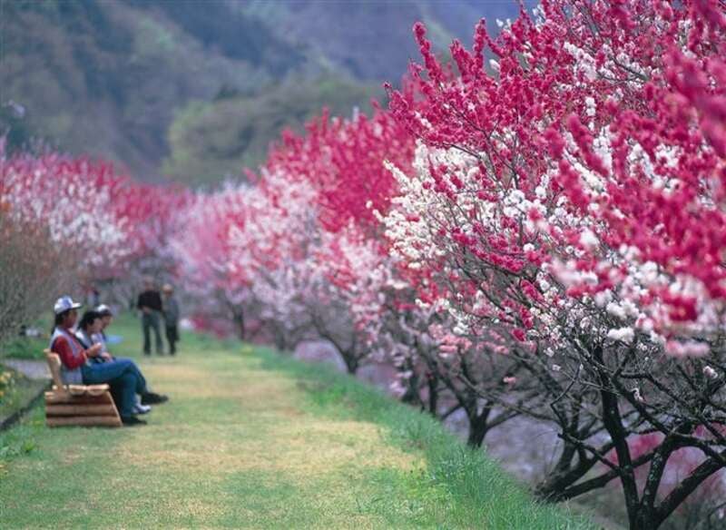 【千葉駅・船橋駅・錦糸町駅・新宿駅・立川駅・八王子駅発】 往復ＪＲ特急あずさで行く！阿智村　花桃の里と馬籠宿　日帰り2