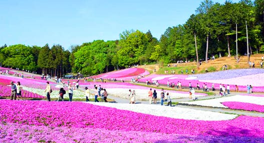 ＜新宿発・西船橋発＞ 一面に広がるピンクの絨毯♪ 羊山公園の芝桜 と 爽快！新緑の長瀞ラインくだり・岩畳散策