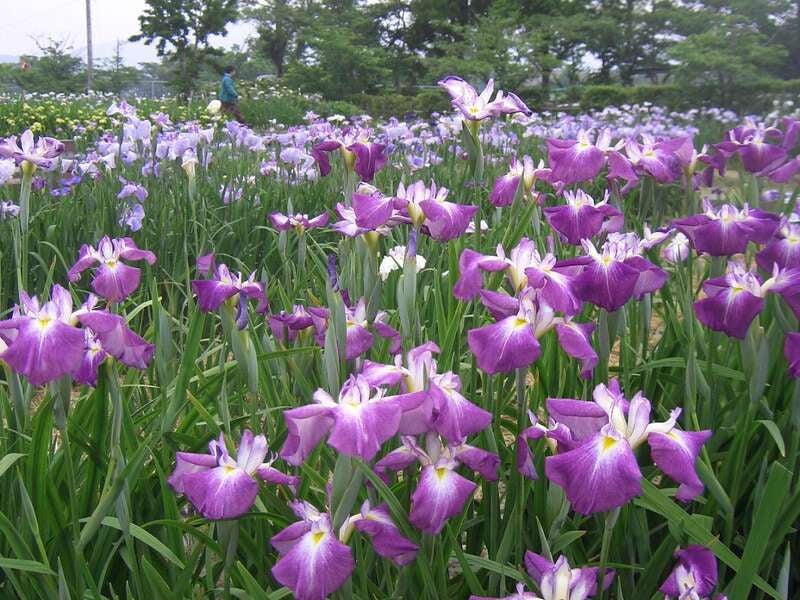 【小倉・黒崎・引野口発】お一人様まるまる１匹付き！旬を迎える鯵の姿盛り御膳と期間限定公開の花菖蒲園＆嬉野新茶の季節 　日帰り　2