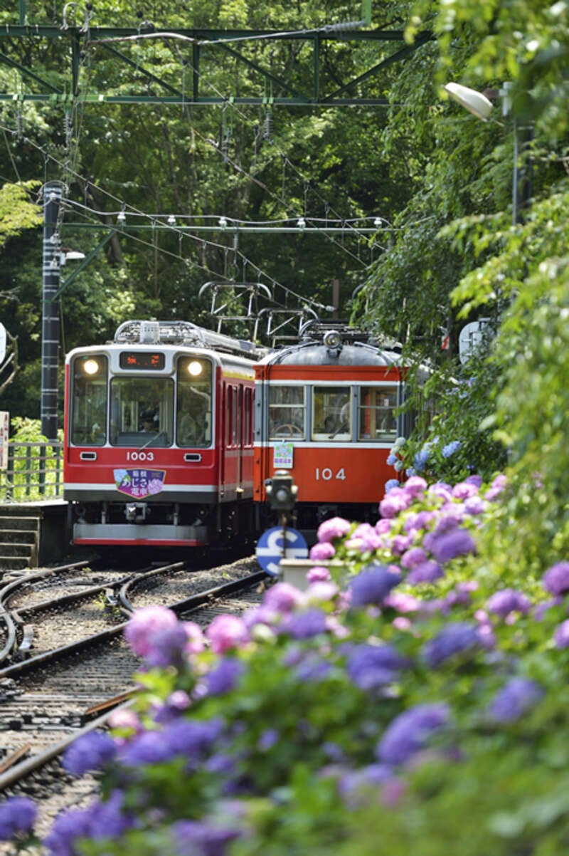 【栃木県内発】 初夏を彩る！箱根あじさい電車と箱根ホテル小涌園ランチビュッフェ2