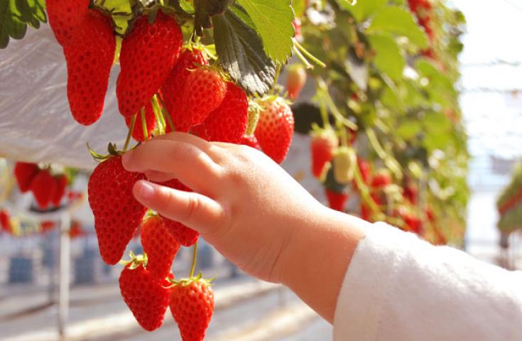 【新宿発】550万球の光が織りなす「時之栖イルミネーション」！！　いちご狩り食べ放題＆昼食弁当付き！話題のグルメスポット熱海で食べ歩きも満喫♪　日帰りバスツアー2