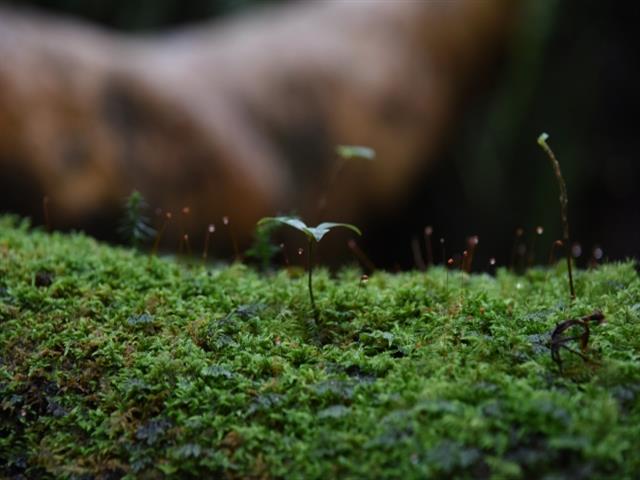 ■≪楽々！”頑張らない屋久島”苔むす渓谷のお散歩ツアー付き！(午後)≫年齢制限なし！頑張らなくても苔むす岩と渓流に出会える！カメラマンが秘密のスポットへご案内　往復航空機利用屋久島　4泊5日3