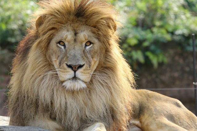 【新宿発】動物たちの楽園「富士サファリパーク」たっぷり満喫！！最大4時間滞在！！大人気ジャングルバスの乗車付きでドキドキ・わくわく体験★日帰りバスツアー1