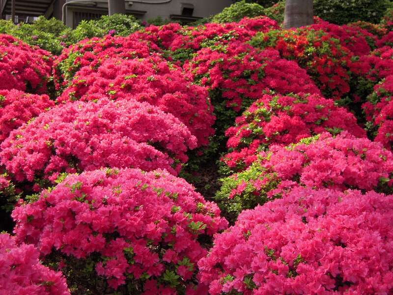 【群馬県内発】 ホテル最上階本格和食ビュッフェと根津神社のツツジ・亀戸天神社の藤・西新井大師のボタン お江戸花３景めぐり 日帰り1