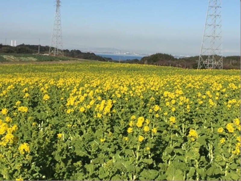 【富山県内発】 伊勢湾を望む絶景宿に宿泊！「亀の井ホテル　知多美浜」　に宿泊！早春の知多半島・日間賀島　2日間3