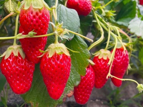 【名古屋発】久能山石垣いちご狩り食べ放題＆世界一濃い抹茶ジェラート＆ヤタローアウトレットストア1