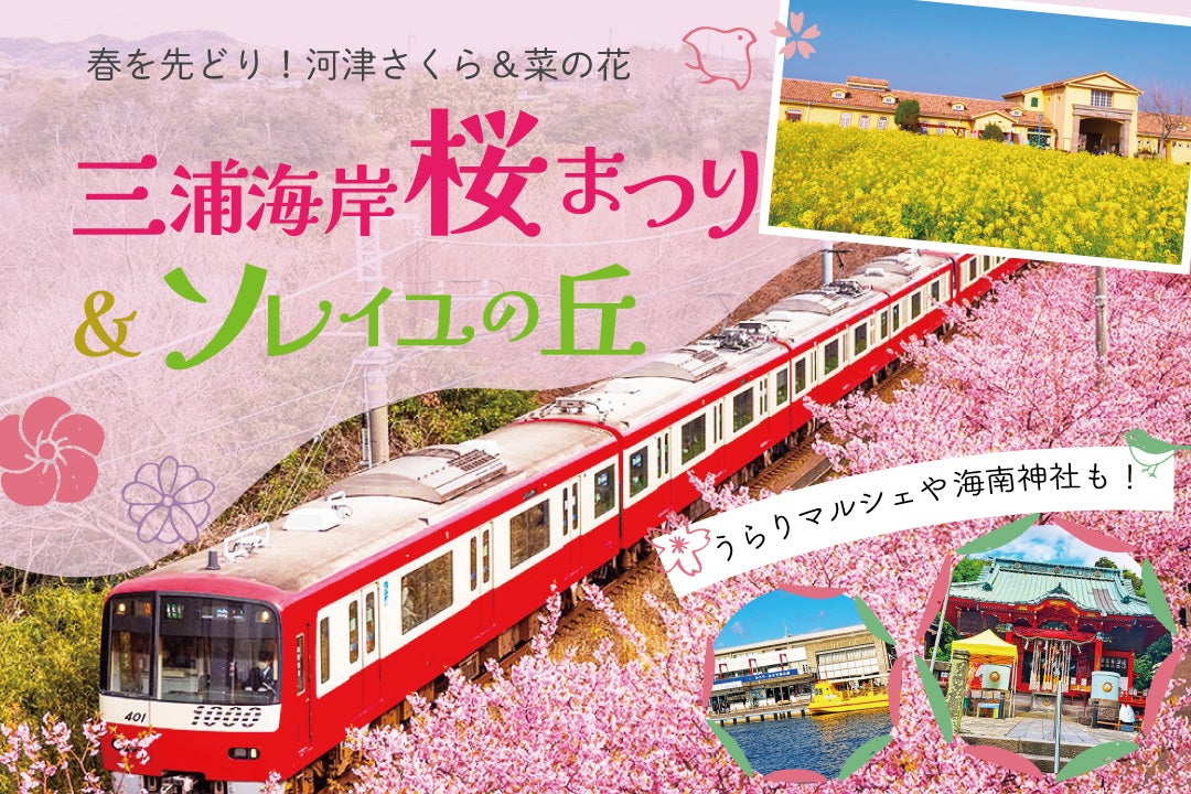 三浦海岸の河津桜とソレイユの丘菜の花
～うらりマルシェと海南神社～1