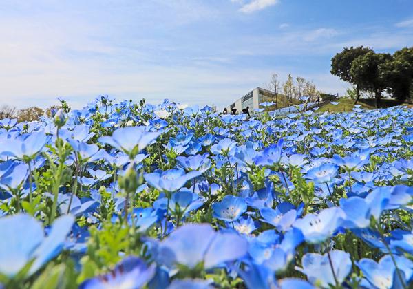 《ダブルシートプラン》日出城下かれい料理と暘谷城址散策とるるパークの花景色3