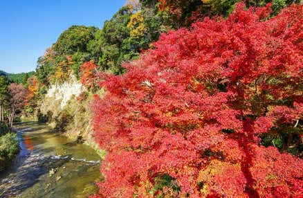 【早割30】[新宿発]豪華ズワイガニ＆ホタテや牡蠣、エビ等海鮮浜焼き食べ放題！房州みかん狩りや秋深まる養老渓谷で紅葉狩りも満喫の日帰りバスツアー！