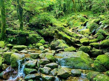 ■≪白谷雲水峡フォトトレッキングツアー付き！≫カメラガチ勢必見！屋久島の光と絶景を知り尽くしたカメラマンが絶妙なスポットをご紹介☆往復航空機利用！屋久島　3泊4日