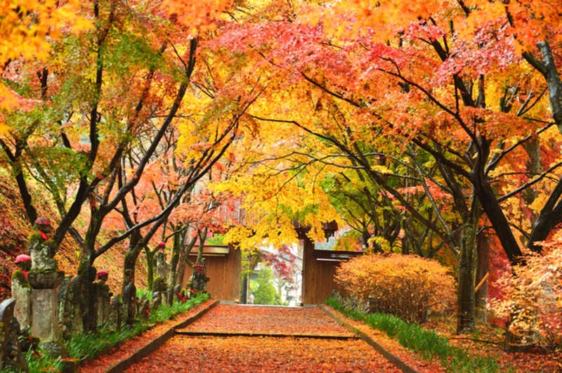【福島県内発】 金蔵院の紅葉トンネルと 宝徳寺秋の床もみじ特別公開ライトアップ拝観　日帰り1
