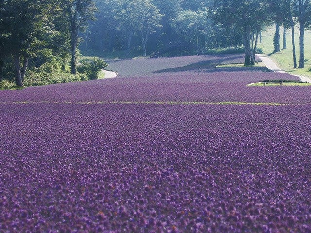 ■【群馬】夏に行きたい絶景の避暑地♪関東最大級５万株の「たんばらラベンダーパーク」へ！夏の高原バイキング＆「とうもろこし狩り！桃2個お土産付き！」1