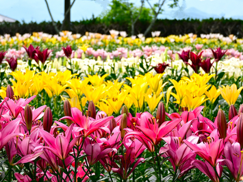 約10万本！「玉水ゆり園」と約1万株！「ラベンダーパーク多可」丹波フルーツフラワーフェスティバル2026【久宝寺・近鉄八尾・八戸ノ里・新石切発】