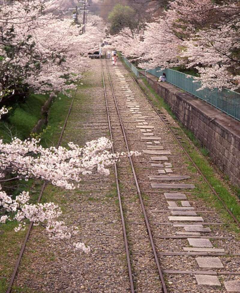 【東京駅・品川駅・新横浜駅発】 〈国宝ウォーク〉ウォークガイドと歩く！春の琵琶湖疏水国宝ウォーク２日間2