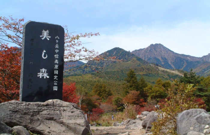 【横浜発】東沢大橋と美し森 八ヶ岳を望む「東沢大橋」と「美し森」紅葉散策 ～大人気の桔梗屋信玄餅詰め放題♪～2