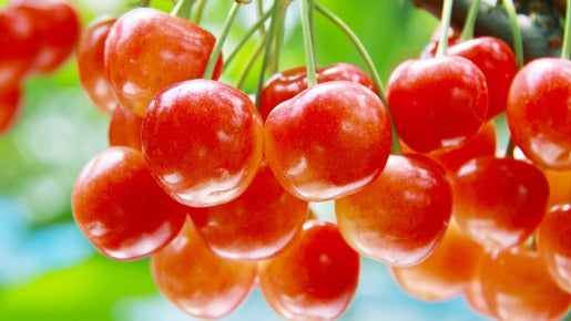 ＜Web割対象商品＞【キングツアーバス旅】どっさどっさ㏌フルーツ王国山梨～さくらんぼ＆バラ・野菜&ミニクロワッサンW詰め放題～〔新宿・吉祥寺発〕2