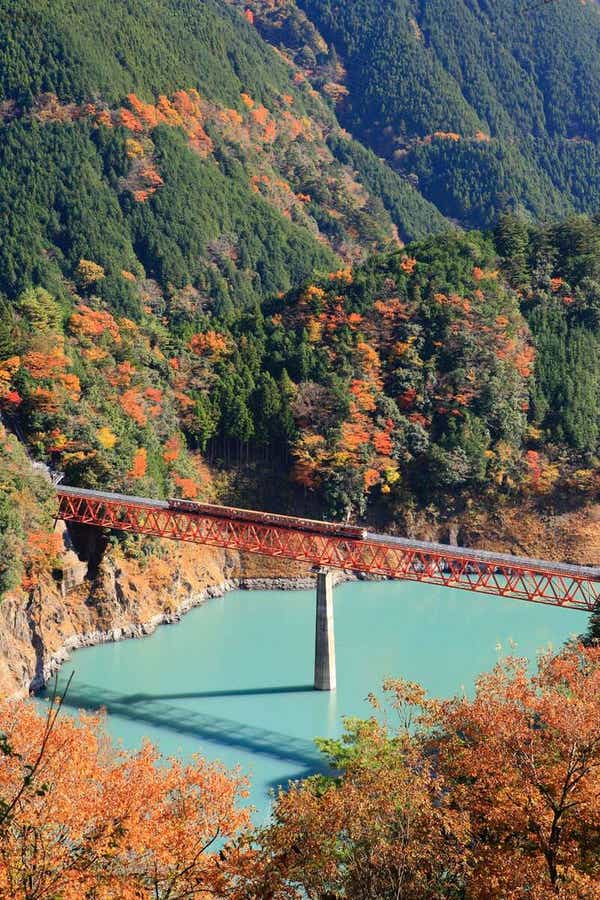【福岡・熊本・鹿児島県内／博多駅・小倉駅発】 東海随一！紅葉の香嵐渓・秋に咲く四季桜と大井川鐵道ＳＬ列車・アプト式トロッコ列車３日間2