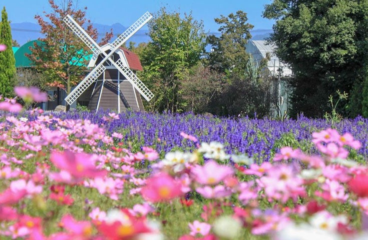 ★全日出発決定！お値下げ中！★【新宿発】高級ぶどうの王様「シャインマスカット」狩り食べ放題！富士山を望む忍野八海や富士河口湖庭園で絶景鑑賞と幻想的な天然記念物「鳴沢氷穴」探検＆ワイナリー試飲欲張り日帰りバスツアー3