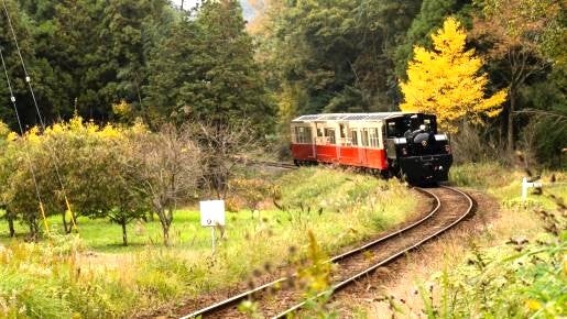 ＜Web割対象商品＞【キングツアーバス旅】小湊鐵道 里山トロッコ列車展望車と紅葉の養老渓谷〔府中・調布発〕1
