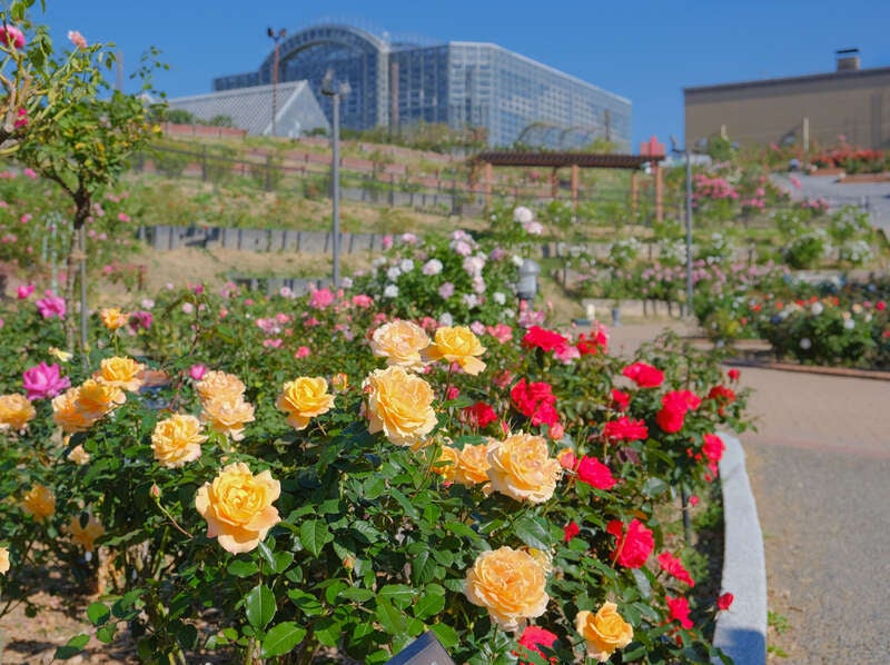 【防府・新山口発】響灘緑地グリーンパーク「秋バラ＆コキアの紅葉」と水巻町のコスモス　日帰り1