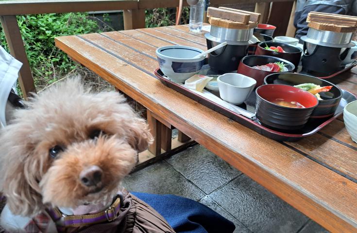【愛犬同伴プラン】(6/14)房総びわ狩り食べ放題＆ホタル舞う渓流広場を散策♪館山湾を望む海岸や芋スイーツのお店に立ち寄り等、盛りだくさんの日帰りvipわんツアー！―金目鯛釜飯御膳の昼食付き―3