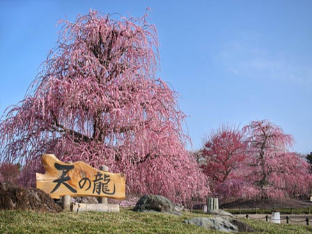 中部発　日帰り　三重の伝統文化に触れる！鈴鹿の森庭園と萬古焼工房見学！選べる昼食！1