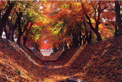 【神奈川県内・町田発】 紅葉の河口湖もみじ回廊と風物詩「枯露柿の里」 恵の秋「ほくほく焼じゃが・大根堀り体験・選べるお土産セット付」　日帰り